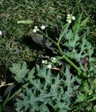 Parthenium hysterophorus