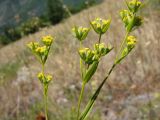 Bupleurum pachnospermum