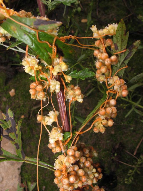 Изображение особи Cuscuta campestris.