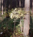 род Crataegus. Молодое растение в осенней окраске. Тверская обл., г. Тверь, Заволжский р-н, окр. ж.-д. ст. Дорошиха, сосновый бор. 27 октября 2020 г.