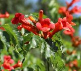 Campsis radicans