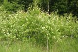 Populus tremula