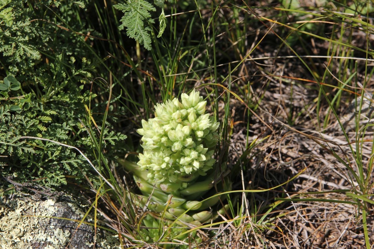 Изображение особи Orostachys spinosa.