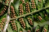 Dryopteris carthusiana