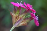 Dianthus ruprechtii