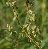 Fallopia dumetorum