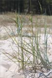 Calamagrostis meinshausenii