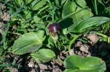 Arisarum simorrhinum