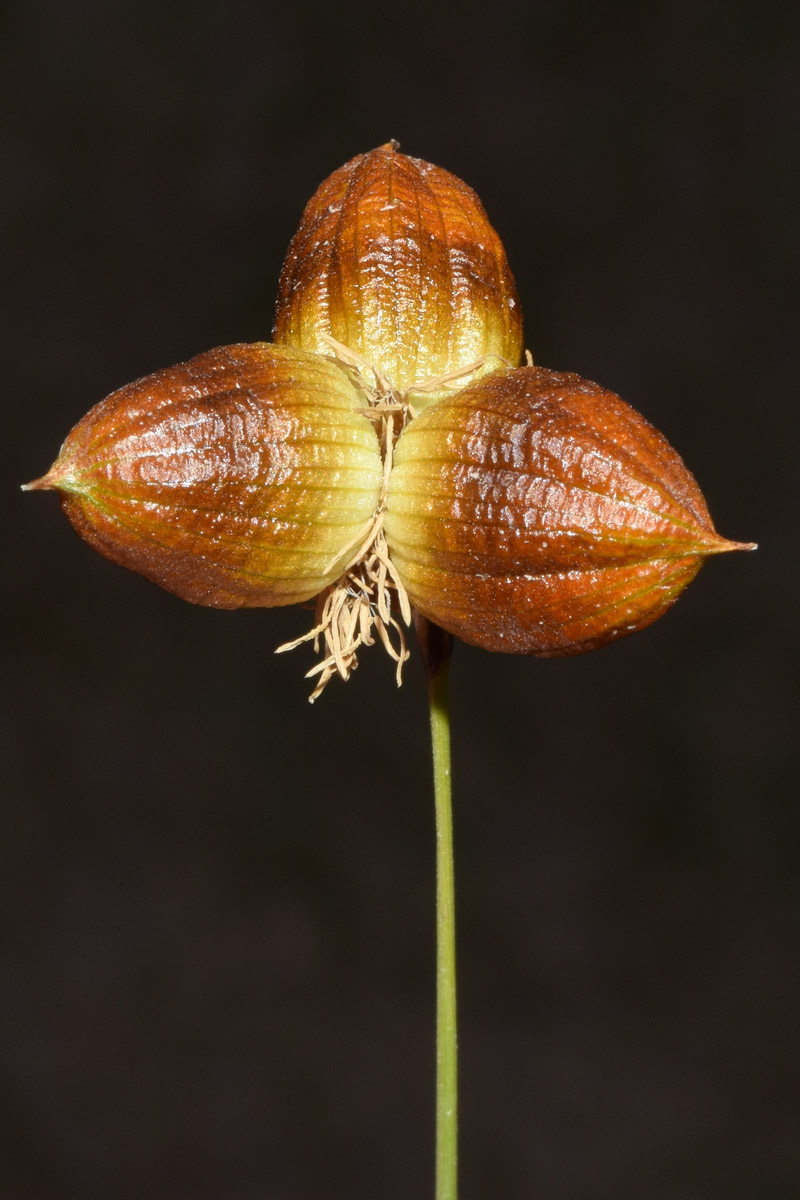 Изображение особи Carex physodes.