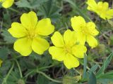 Potentilla incana. Цветки. Ростовская обл., Усть-Донецкий р-н, окр. станицы Нижнекундрюченская. 02.05.2011.