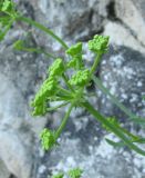 Crithmum maritimum. Соцветие. Северо-Западное Закавказье, Краснодарский край, в 4 км к северо-западу от г. Туапсе, подножие \"Скалы Киселёва\". 01.08.2011.