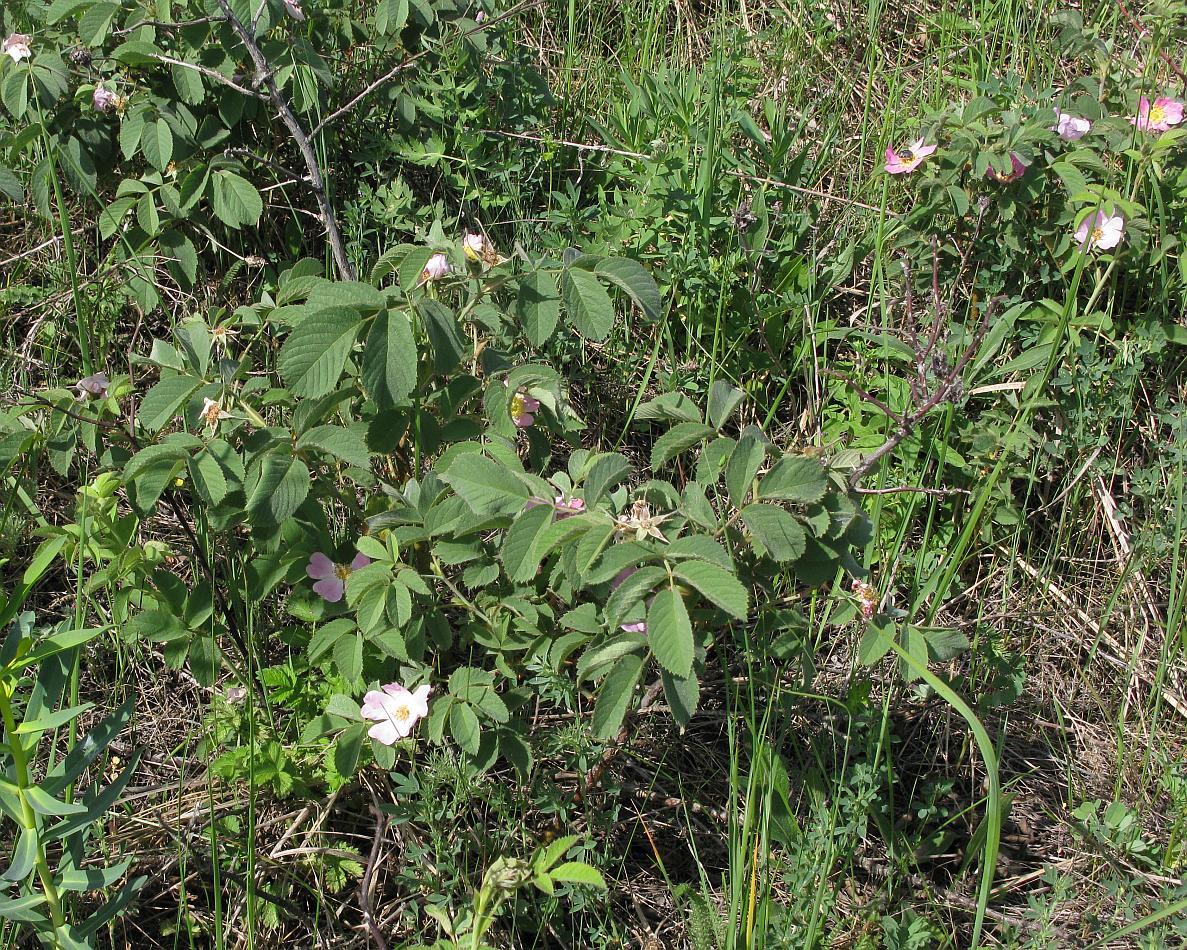 Изображение особи Rosa subpomifera.