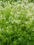 Galium intermedium