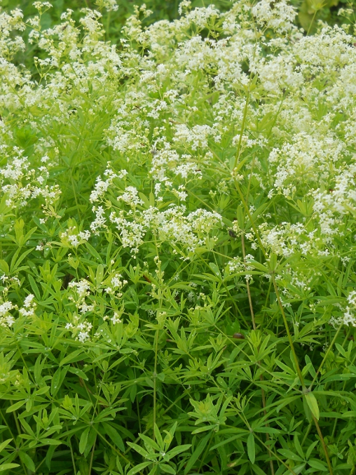 Изображение особи Galium intermedium.