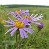 Aster amellus. Соцветия. Украина, Донецкая обл., Славянский р-н, меловой склон балки Висла. 01.07.2012.