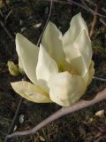 genus Magnolia. Распускающийся цветок. Украина, г. Запорожье, Запорожский детский ботанический сад. 27.04.2013.
