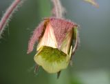 Geum rivale