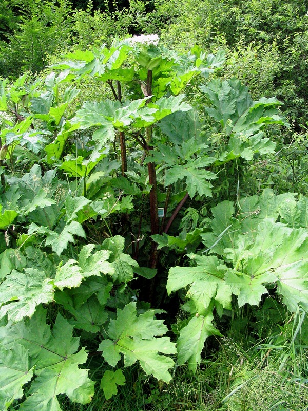 Изображение особи род Heracleum.