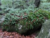 Polypodium vulgare. Заросли на замшелом камне. Украина, Ивано-Франковская обл., Косовский р-н, западнее г. Косов, НПП \"Гуцульщина\", хребет Каменистый, буковый лес на гребне хребта. 11 сентября 2013 г.