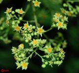 Cotinus coggygria