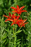 Lilium buschianum