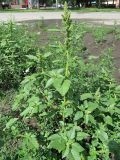 Amaranthus retroflexus