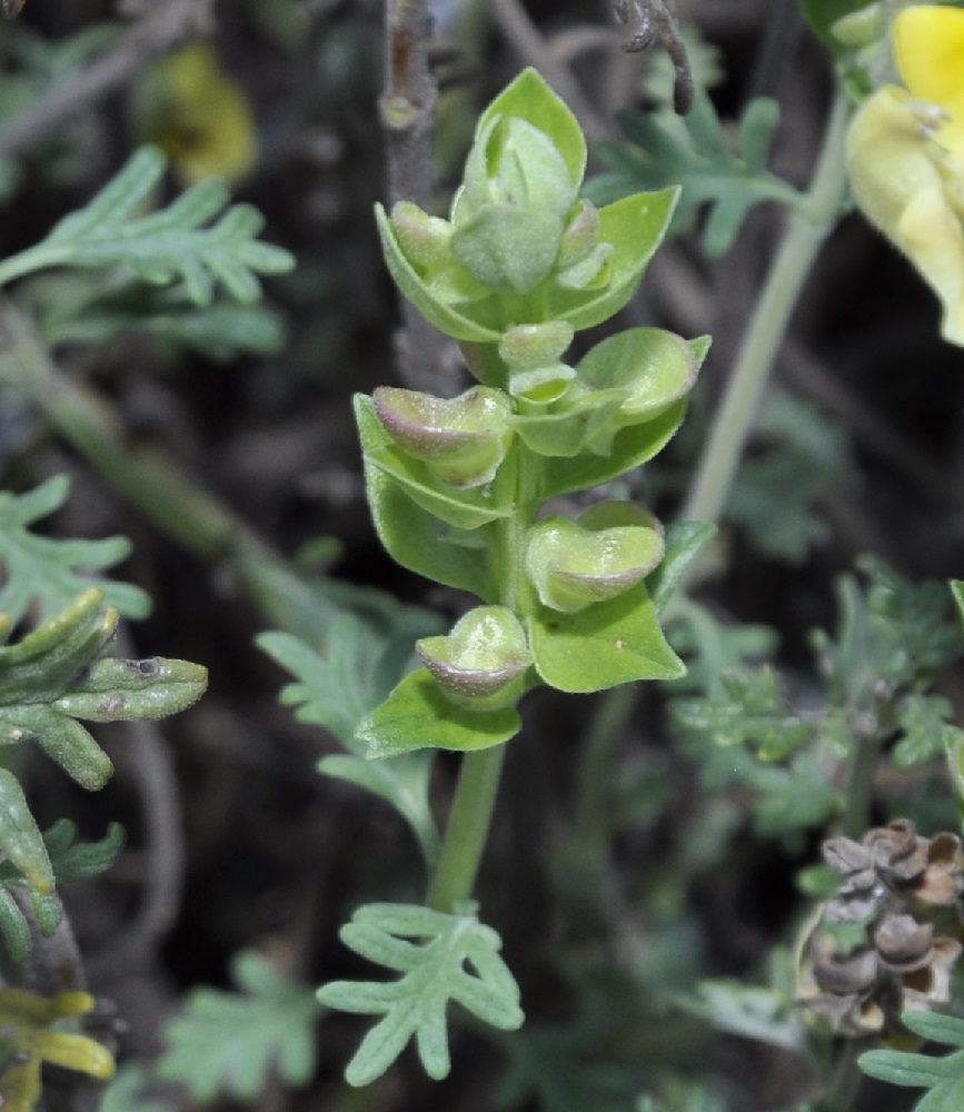 Изображение особи Scutellaria orientalis ssp. pinnatifida.