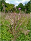 Chamaenerion angustifolium. Часть соплодия. Чувашия, окрестности г. Шумерля, Мордовская поляна. 30 июля 2009 г.