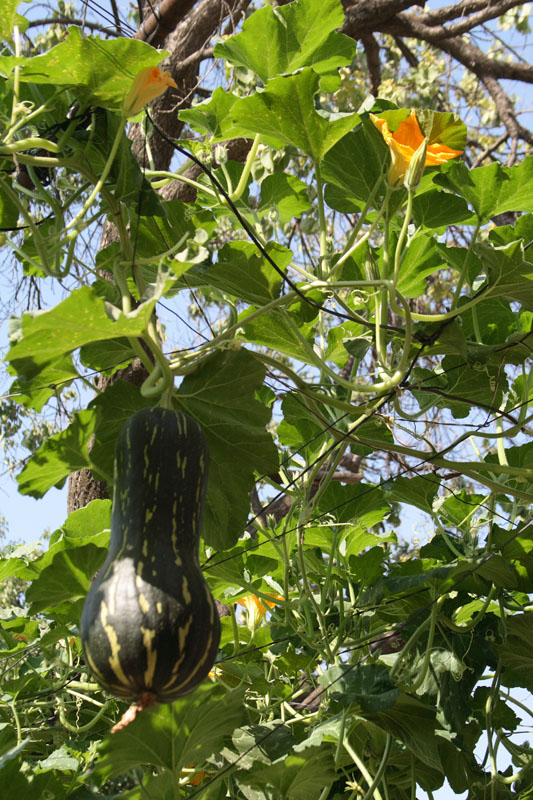 Изображение особи Cucurbita moschata.