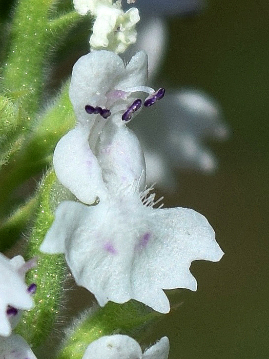 Изображение особи Nepeta cataria.