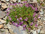 Chamaenerion colchicum