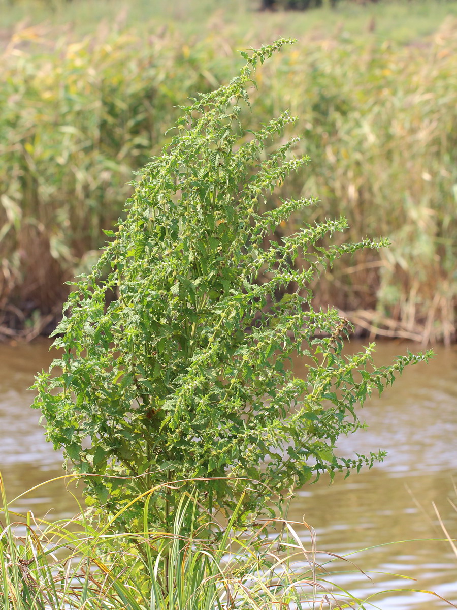 Изображение особи Lycopus europaeus.