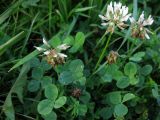 Trifolium repens. Цветущее растение. Калининградская обл., Светлогорский р-н, пос. Приморье. Август 2014 г.