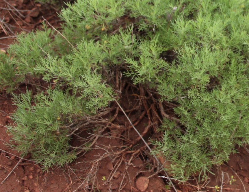 Изображение особи Artemisia lessingiana.