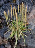 Plantago maritima