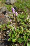 Gentianella propinqua