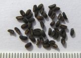 Asperula molluginoides