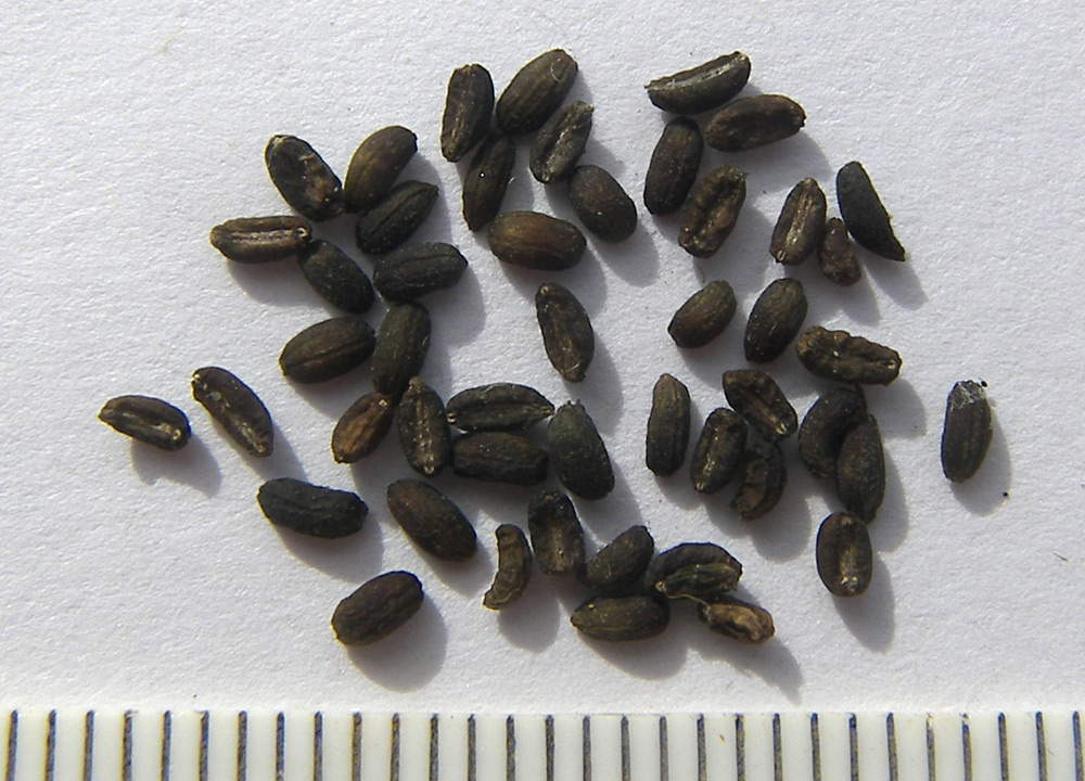 Изображение особи Asperula molluginoides.