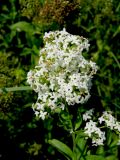 Galium rubioides