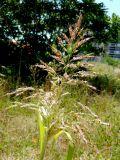 Sorghum halepense