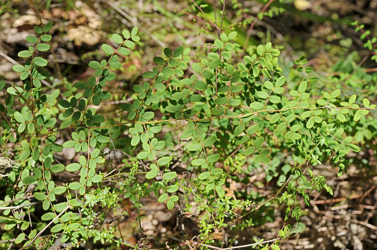 Image of Pellaea andromedifolia specimen.