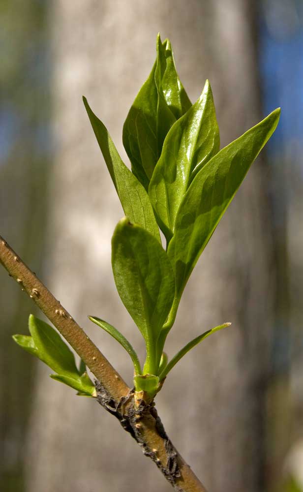 Изображение особи род Forsythia.