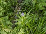 Lactuca sibirica