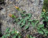 Hypericum nummularioides