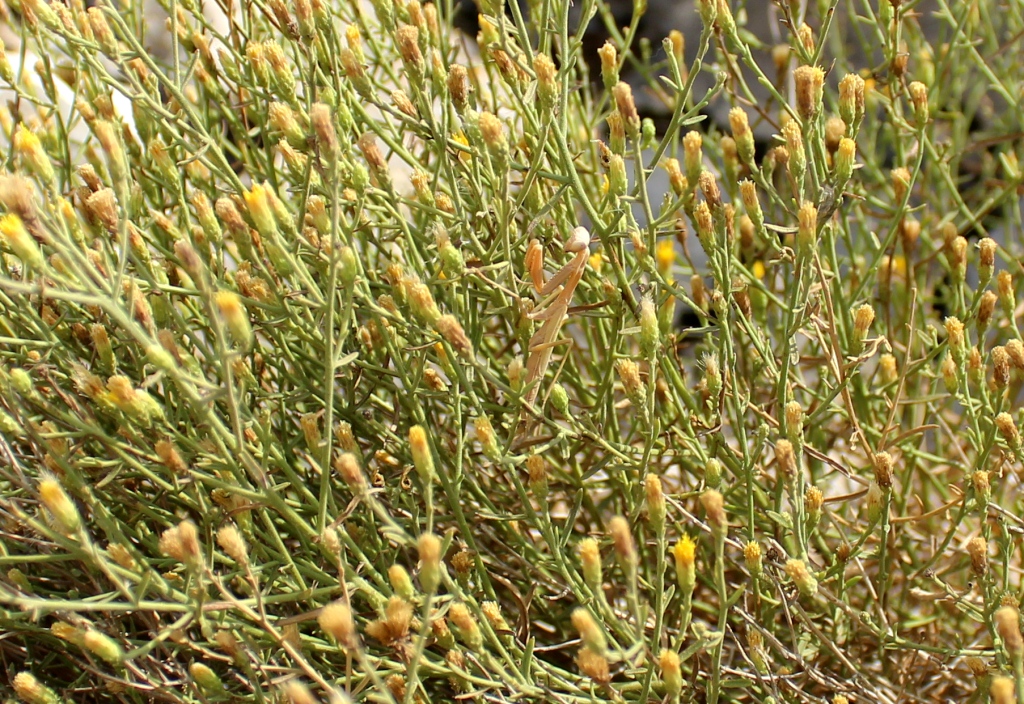 Изображение особи Varthemia persica.
