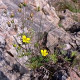 Potentilla argentea. Растение с цветками и завязывающимися плодами. Свердловская обл., окр. г. Североуральск, правый берег канала Дублёр, скальное обнажение. 25.08.2017.