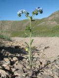 Lappula microcarpa