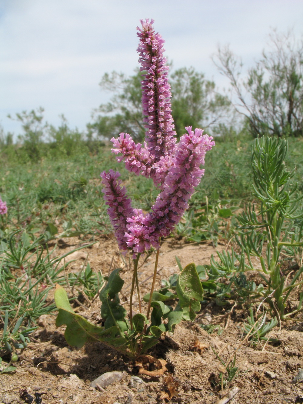 Изображение особи Psylliostachys suworowii.