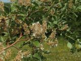 Salix bebbiana. Часть ветви с соплодиями со вскрывшимися зрелыми плодами. Магаданская обл., окр. г. Магадан, ост. \"Аммональная\", на разнотравной поляне. 16.07.2018.