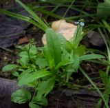 Myosotis cespitosa. Цветущее растение. Пермский край, Оханский р-н, Кунчурихинский бор, затопляемый весной мелколиственный лес. 19.08.2018.